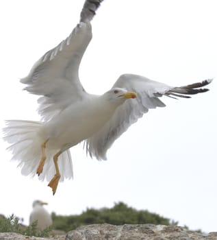 a beautiful seagull flying on the blue  sky