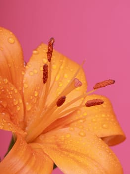 Picture of a orange flower on a pink background