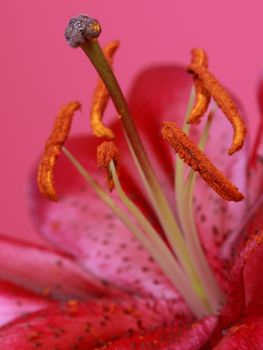 Picture of a primaveral pink flower