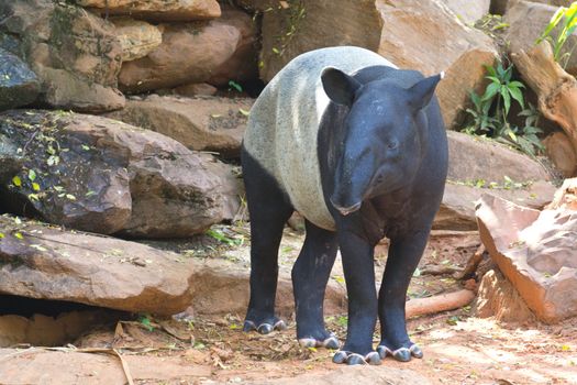 Malayan tapir animal emotions are resting comfortably.