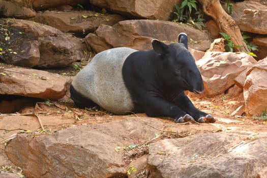 Malayan tapir animal emotions are resting comfortably.