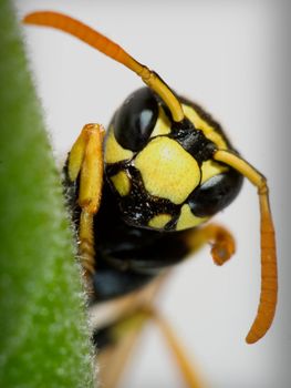 a macro of an insect, a wasp
