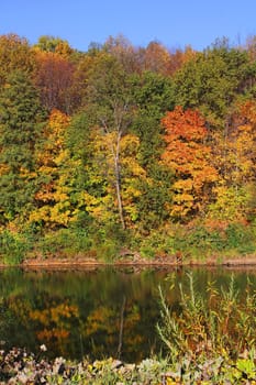 аutumn forest on the bank of the river and its reflection in the water