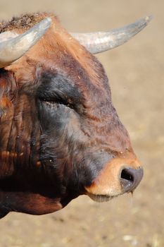 a picture of a brave spanish bull in a sunny day