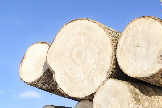 Large logs stacked on a blue sky background