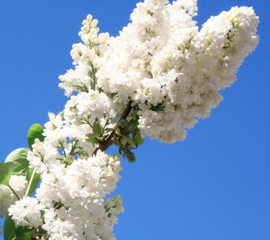 White lilac with leaves on a blue sky as background 