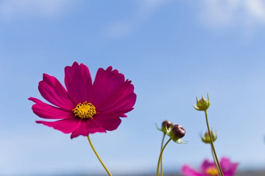 Pink Cosmos flower and blue sky