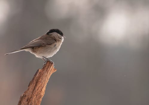 Poecile palustris