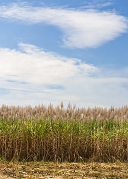 Sugar cane fields, culture tropical in Thailand