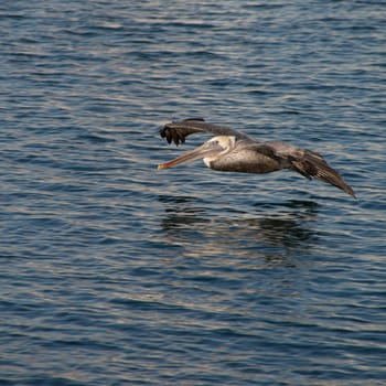 Brown pelican in flight over the ocean