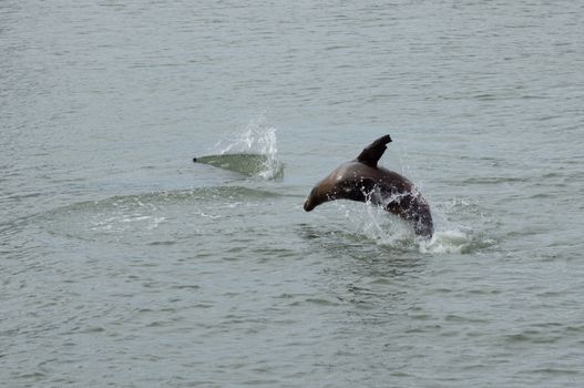 Sea lions at play in the  San Franscico Bay Near Pier 39