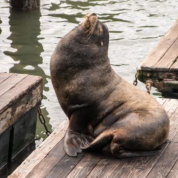 Sea lions at rest in the  San Franscico Bay Near Pier 39