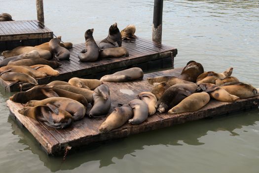 Sea lions at rest in the  San Franscico Bay Near Pier 39