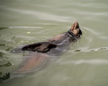 Sea lions at play in the  San Franscico Bay Near Pier 39