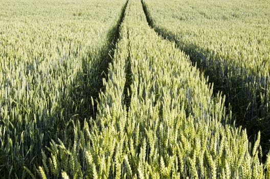 Tractor track marks left in autumn agricultural wheat field. Ready to harvest.