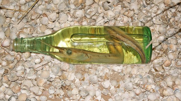 Preserved fish in green bottle on shelly soil