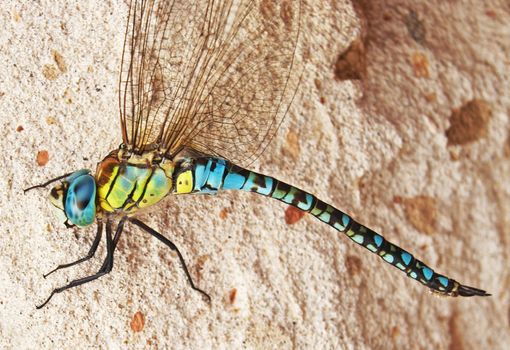 Side view on blue and yellow dragodfly in front of sandstone background