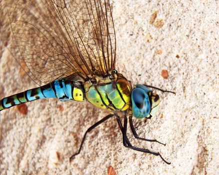 Close up of blue and yellow dragonfly on sandstone background