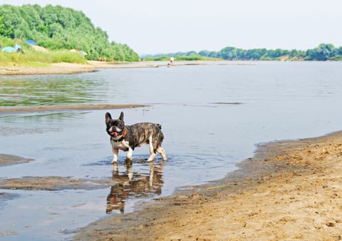 French bulldog running in the water and smiling