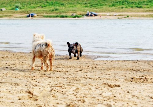 French bulldog running to shaggy terrier on the beach