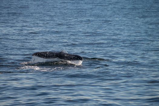 Gray whale migrating south off the coast of Oxnard, California