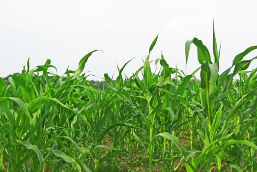 Lateral view on a field of growing corn