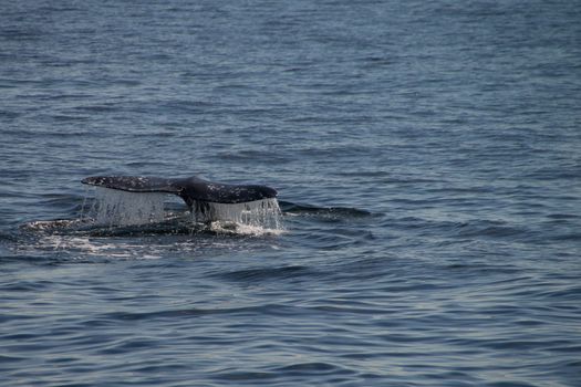 Gray whale migrating south off the coast of Oxnard, California