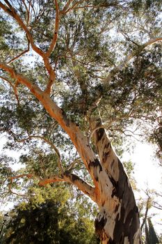 A Eucalyptus tree in Buenos Aires, Argentina.