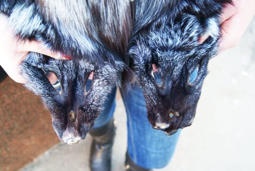 Skin of black fox as a fashion fur mantlet