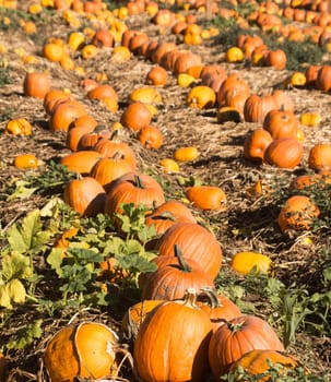 Halloween pumpkins ready to picked in a patch.