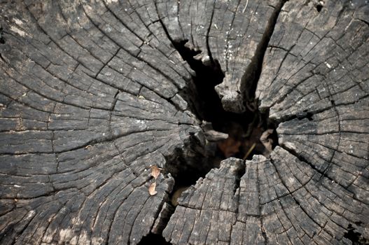 Top view of old tree stump