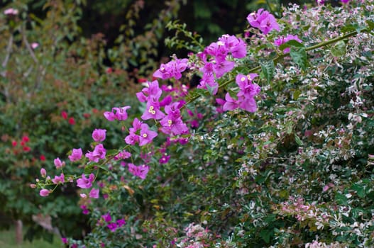 Paper flower with garden background, Bougainvillea hybrida