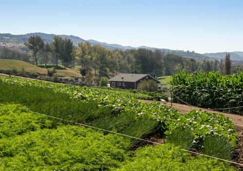 Rows of agriculture on farm with farm house in the background