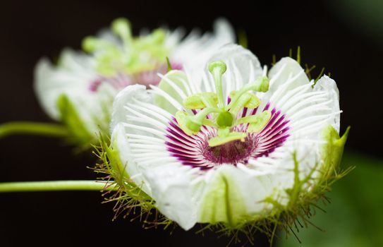 Close-up shot of two beautiful passion fruit flowers