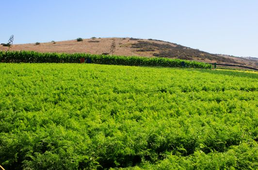 Rows of agriculture on farm