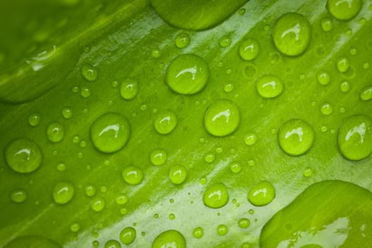 Closeup of a vibrant green leaf with morning dew droplets