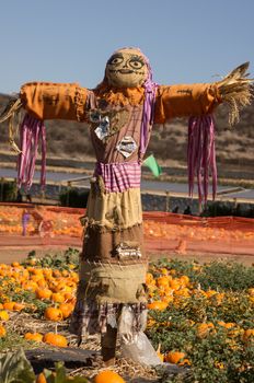 Scarecrow standing guard at pumpkin patch