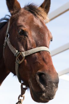 Close up head view of brown stable horse.