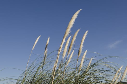 horizontal reed flower on a blue sky