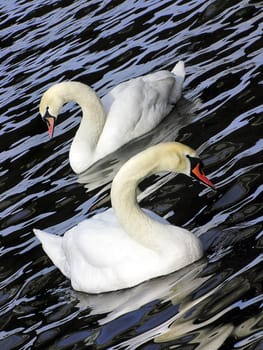 Two white swans on black blue water in Prague