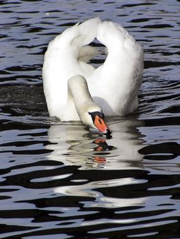 white swan on black blue water in Prague