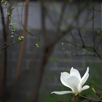 a beautiful white magnolia flower with fresh odor