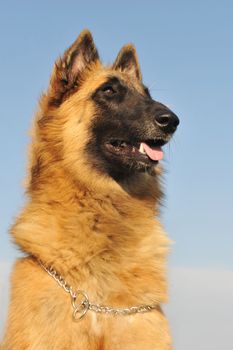 portrait of a purebred belgian shepherd tervueren  on a blue sky