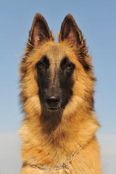 portrait of a purebred belgian shepherd tervueren  on a blue sky