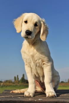 purebred puppy golden retriever on a table outdoors