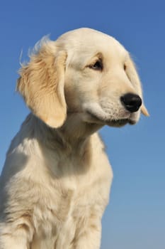 portrait of a purebred puppy golden retriever