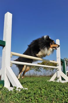 beautiful purebred boxer jumping in a training of agility