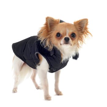 group of chihuahua dressed in front of white background