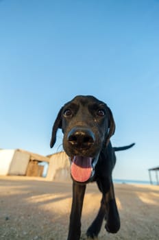 A playful black dog looking into the camera