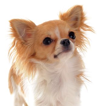 portrait of a cute purebred  white and brown chihuahua